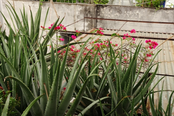 Một kinh nghiệm đọc Hồ Xuân Hương